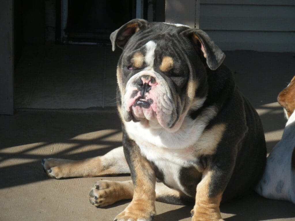 ELLIOTT'S CRAWFORD'S LEGACY RAMBO TUCKER